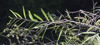 Mida salicifolia