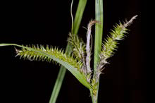 Carex maorica inflorescence