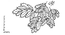 Hymenophyllum minimum