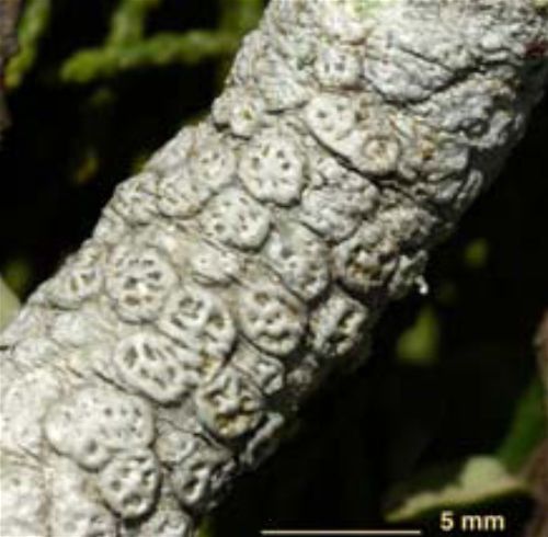 Pertusaria southlandica lichen